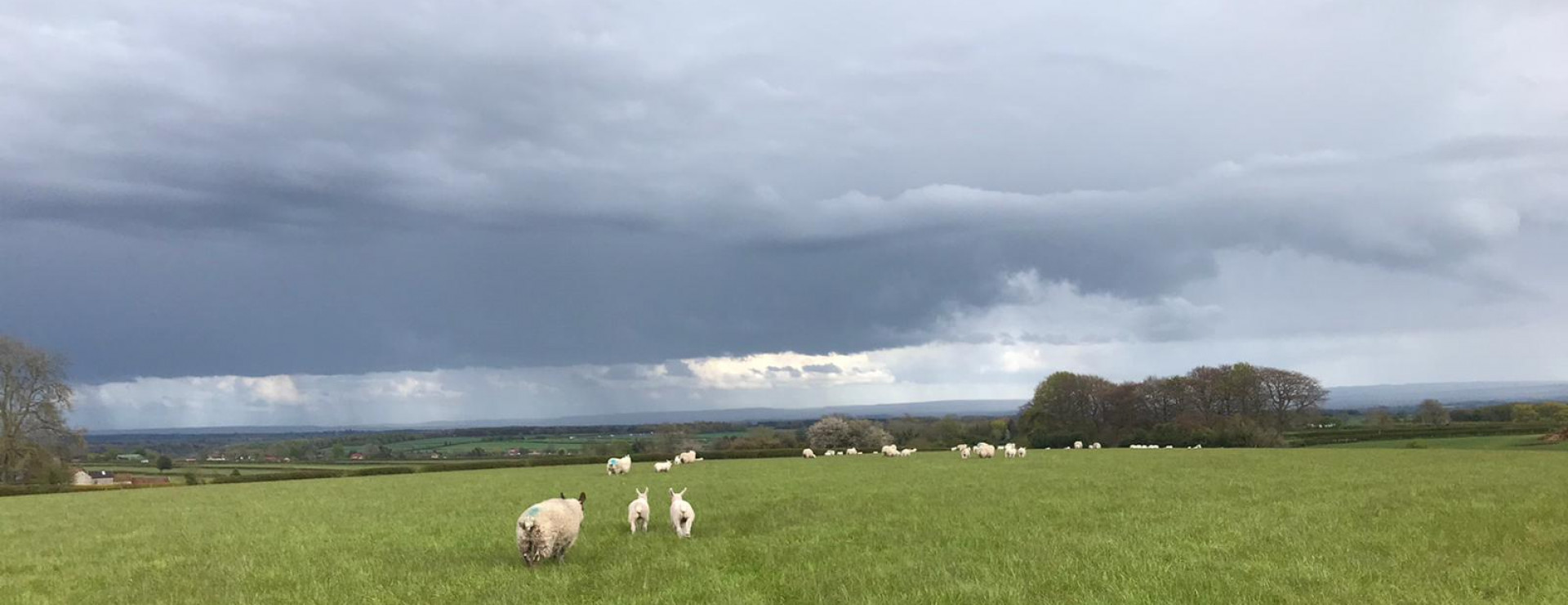 sheep in field