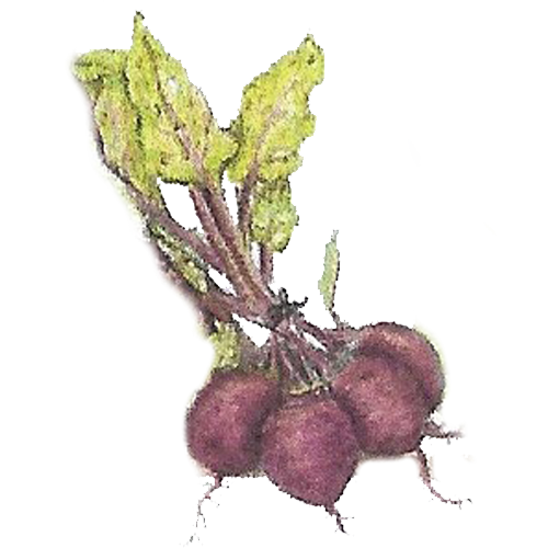 beets