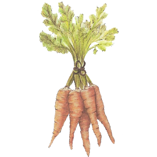 carrots