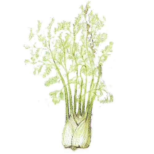 fennel