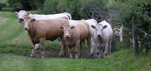 cattle